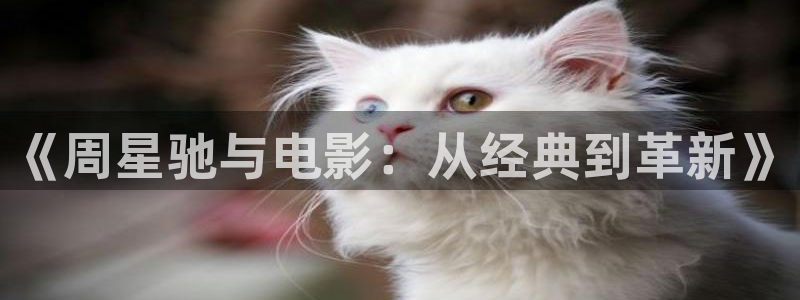神马不卡理论电影