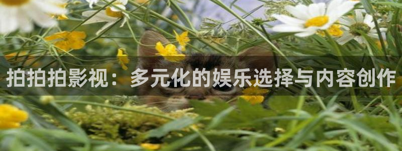 九七不卡电影院：拍拍拍影视：多元化的娱乐选择与内容创作